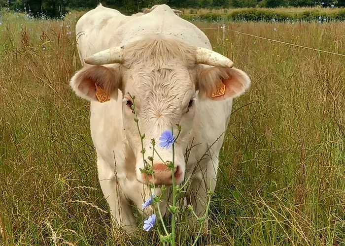 Bienvenu A La Campagne Habitación en casa particular