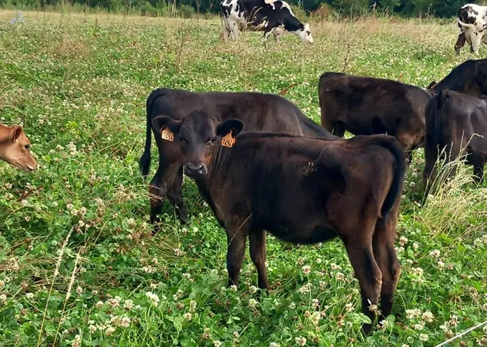Habitación en casa particular Bienvenu A La Campagne *